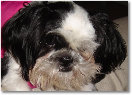 Schmoopie Loopy Cute Face! | Chris Lucic