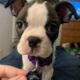 Gooseberry the Boston Terrier puppy!