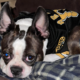 Boston Terrier in a Boston Bruins Jersey