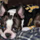 Boston Terrier In A Boston Bruins Jersey